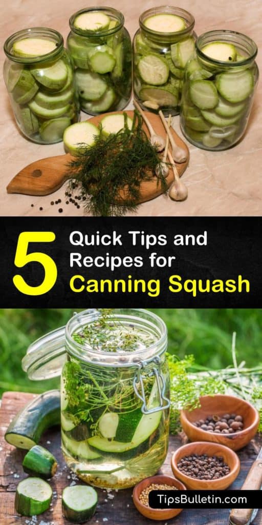 Pressure canning is not recommended for zucchini and yellow squash, but it is great for winter squashes as long as processing times are followed. Pickling liquid followed by water bath canning is the best preservation method for summer squashes. #canningsquash #howto #cansquash #squash #canning