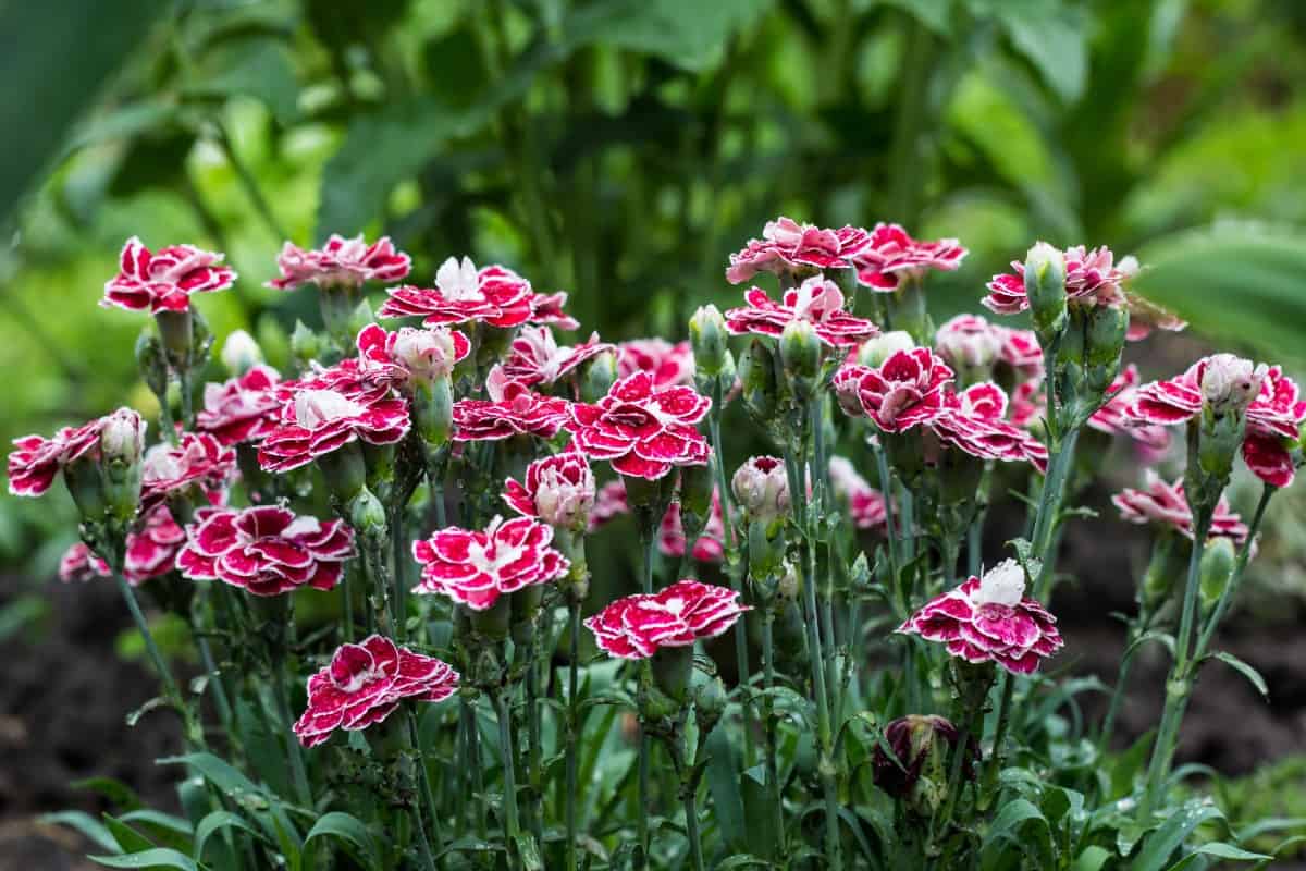 Carnations bloom in late spring.