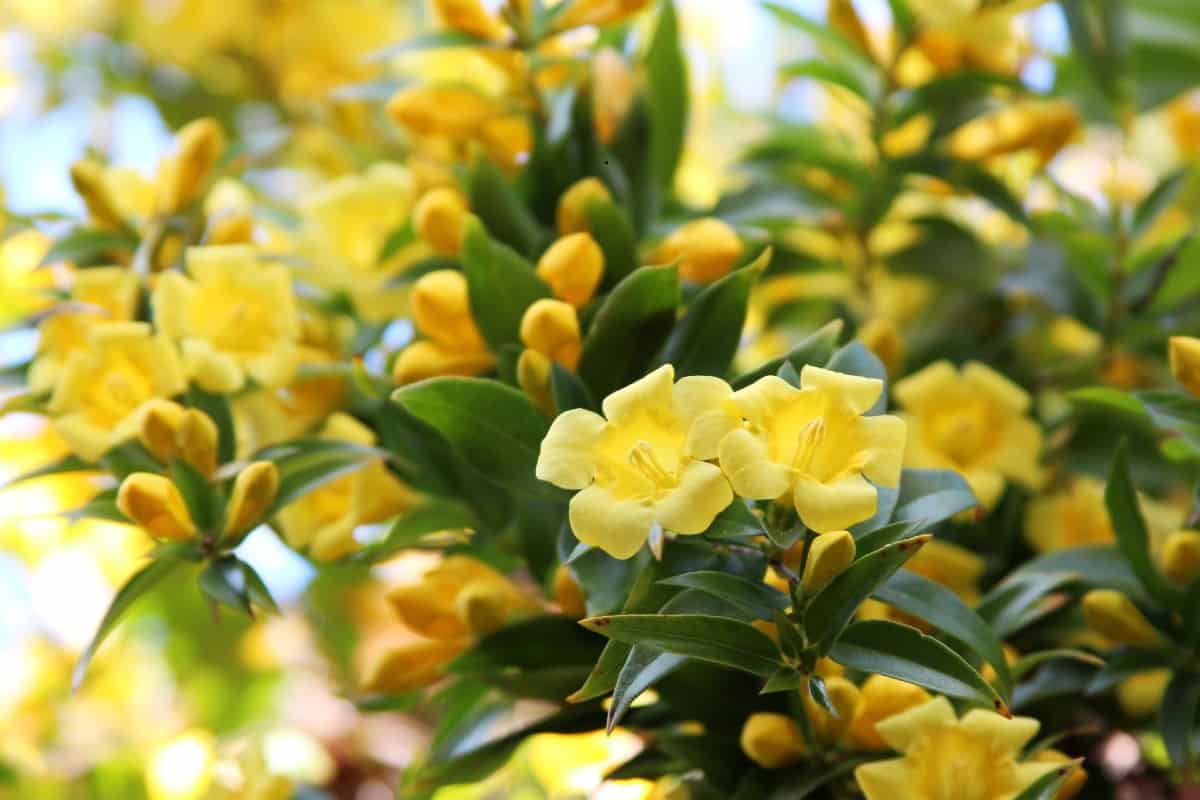 Carolina jessamine is native to the SE United States.