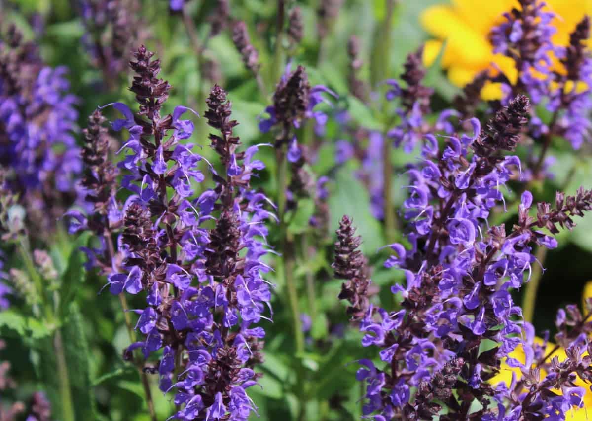 Catmint is incredibly easy to grow.