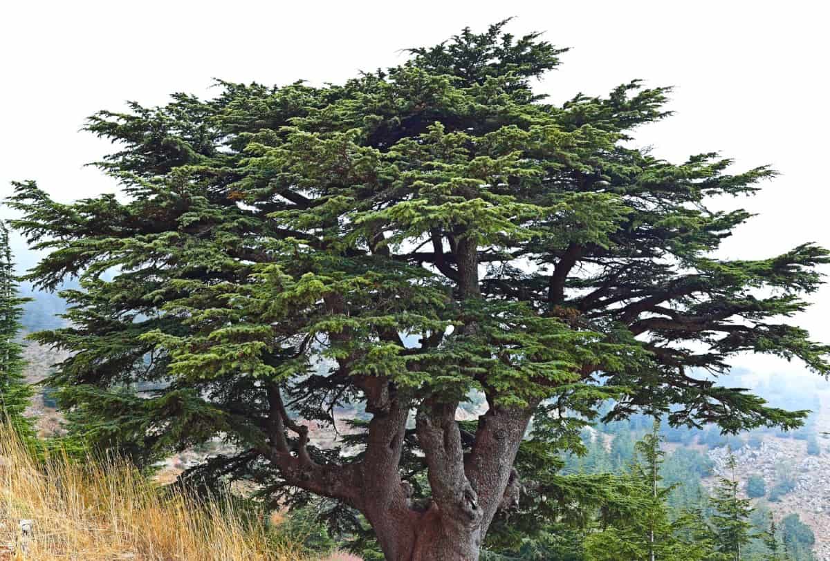 Cedar trees have a lovely fragrance.