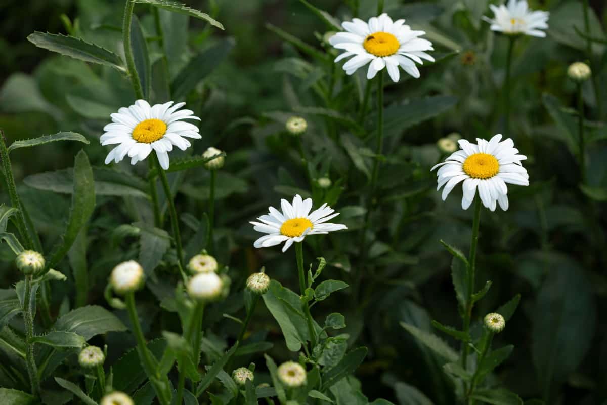 Chamomile is used to make a calming tea.