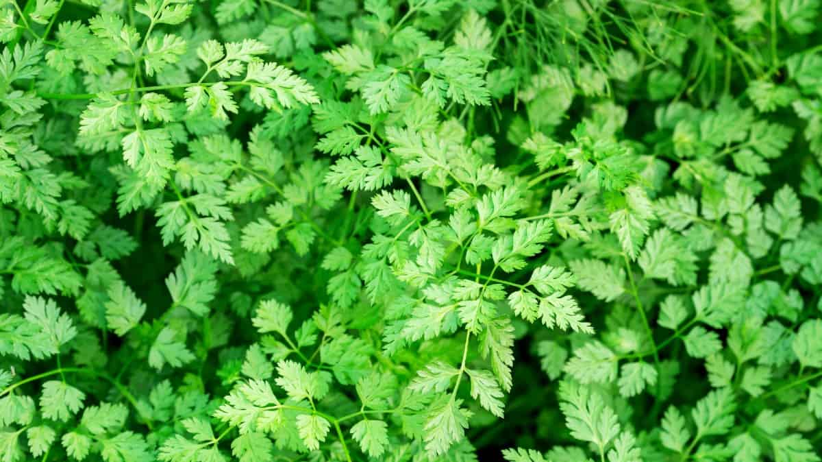 Plant chervil in the spring for the best results.