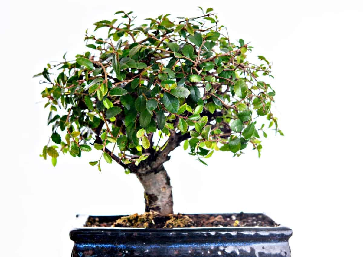 Chinese elm bonsai require well-draining soil.