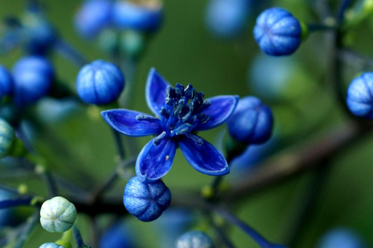 The Chinese quinine is part of the hydrangea family.