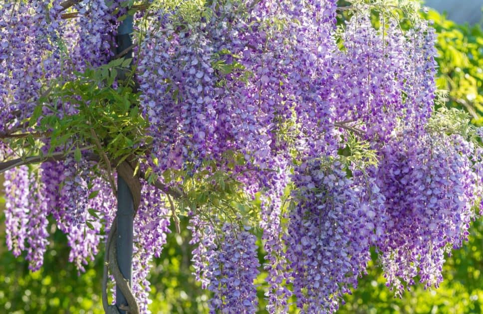14 Fascinating Vines that Give Gardens a Sensational Boost