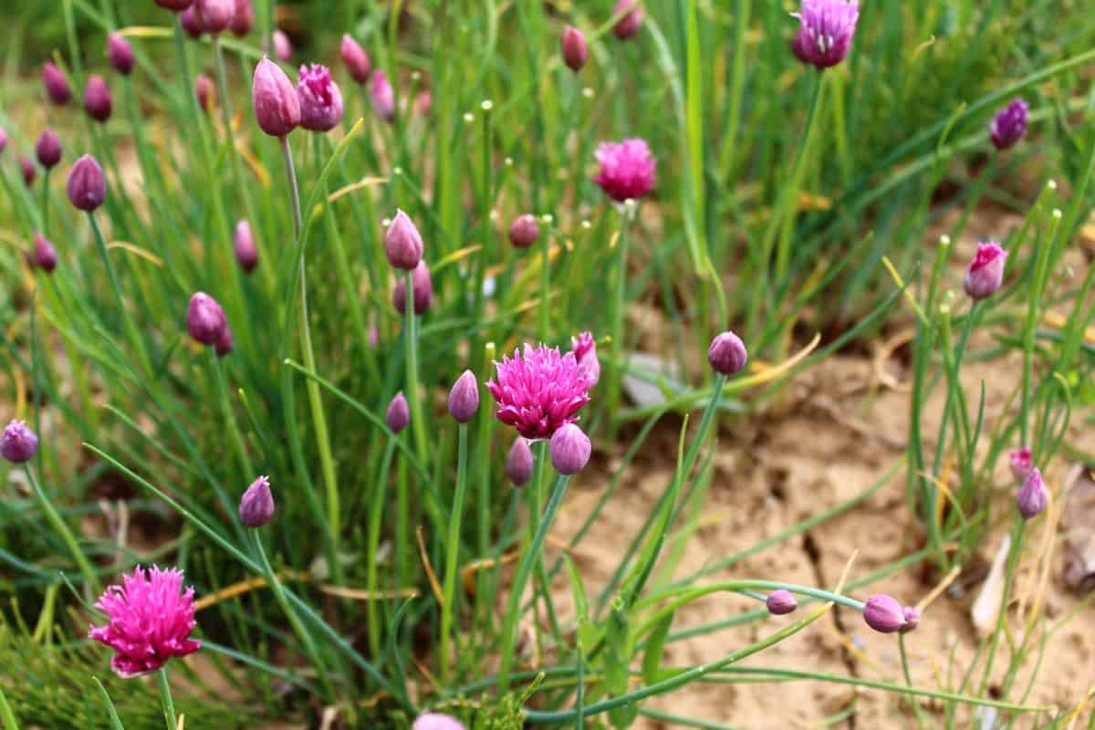 Chives are herbs that are easy to grow.
