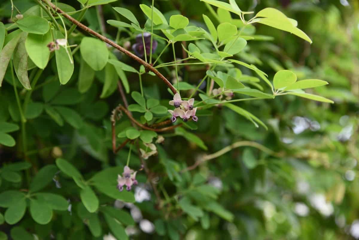 Chocolate vines are a relative of the kiwi.