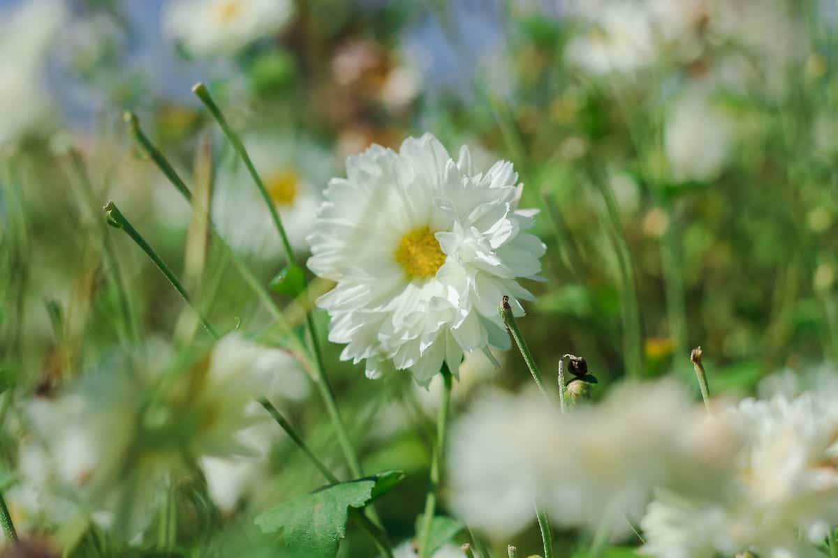 Some chrysanthemums are indoor plants for air quality.