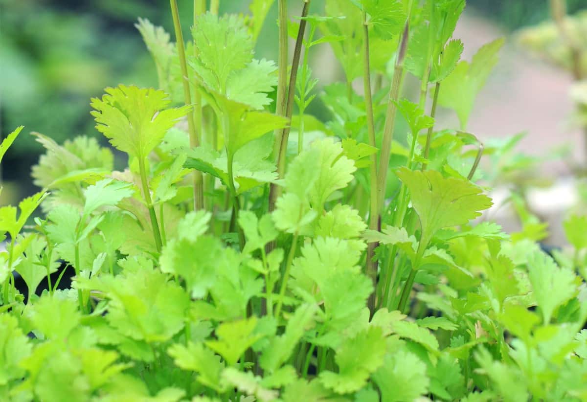 Cilantro is a fast-growing herb for spring planting.