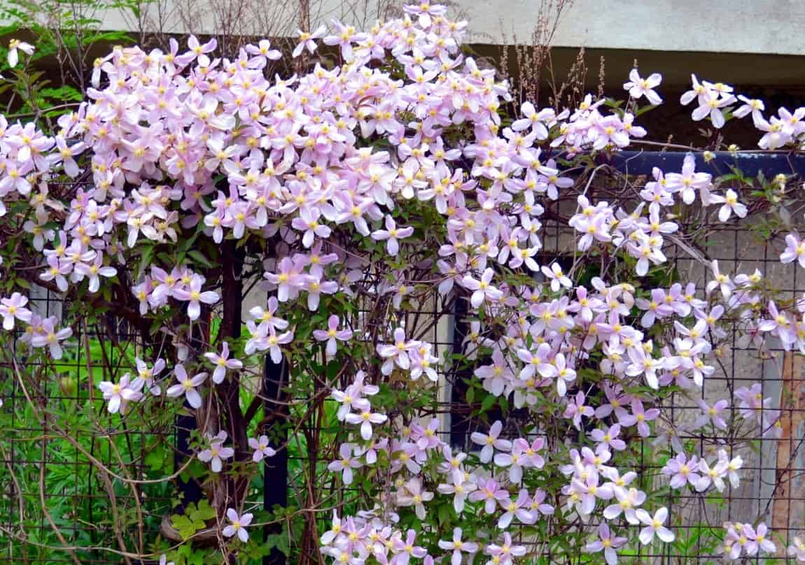 Clematis is a fragrant flower.