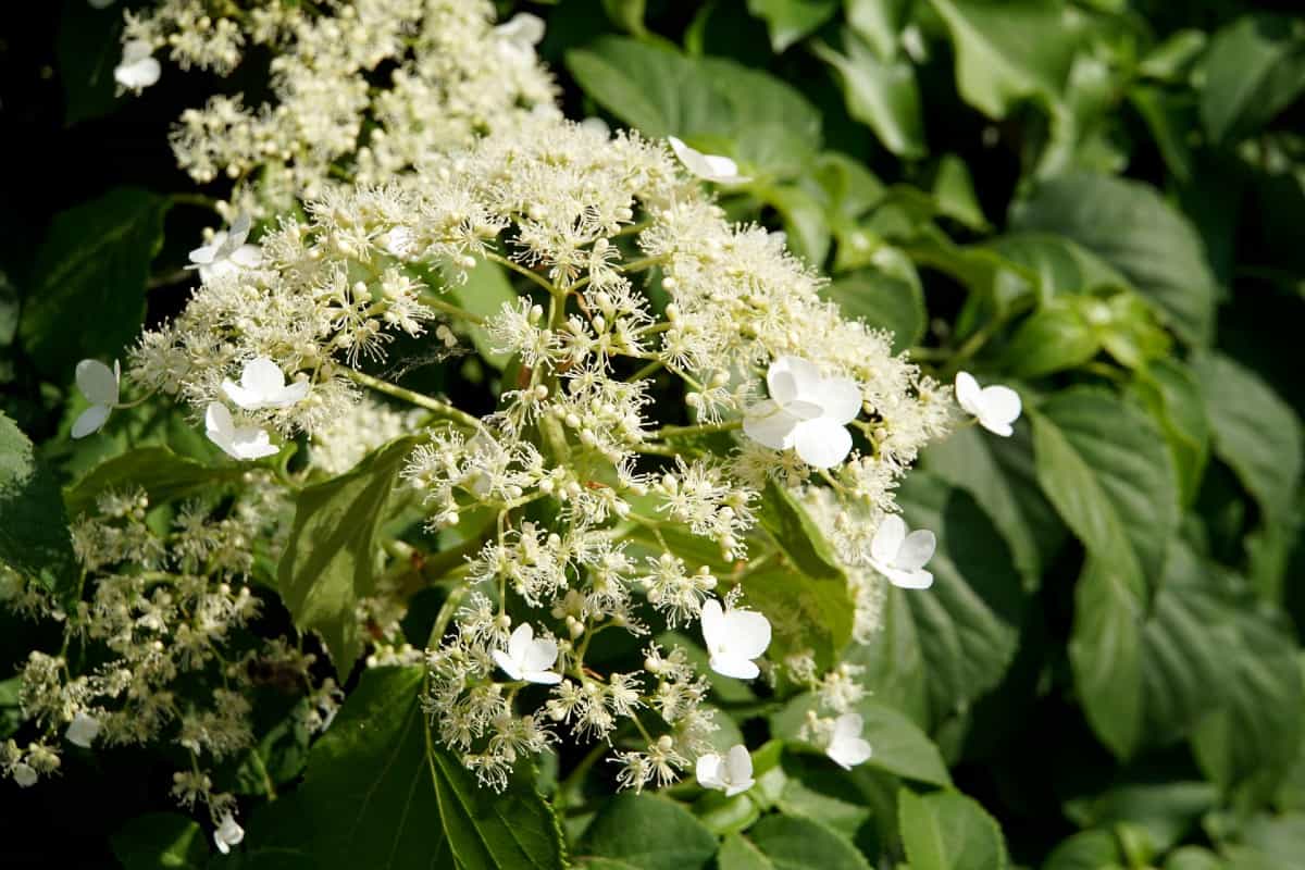 Climbing hydrangea makes a great ground cover or climbing vine.