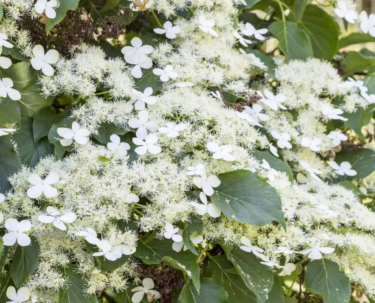 Climbing hydrangea looks great on a trellis.