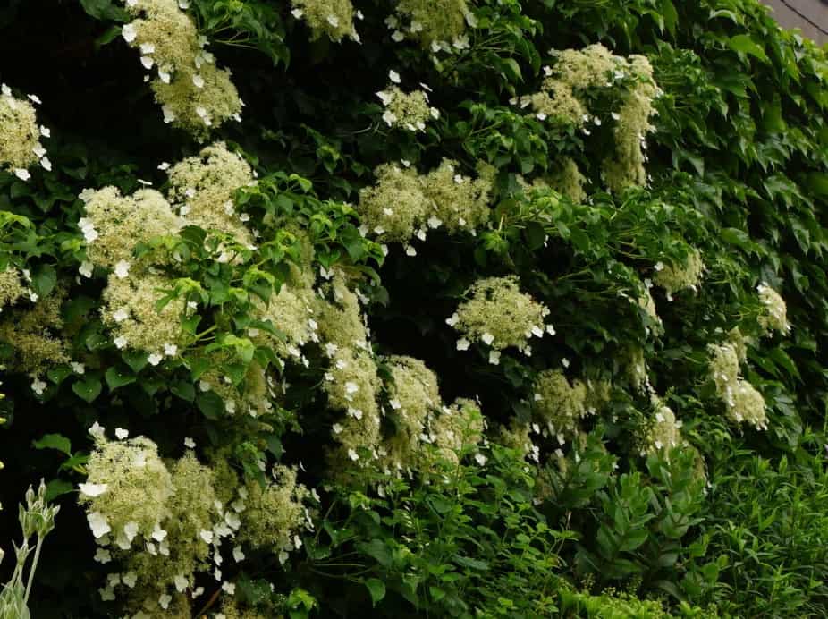 Climbing hydrangeas have 4-season interest.