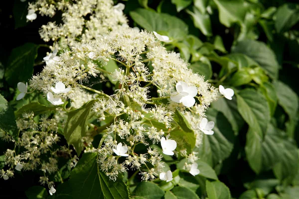 The climbing hydrangea has a long bloom time.