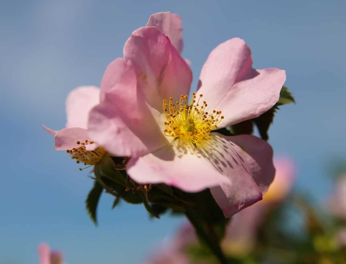 Climbing roses produce rose hips that birds love.