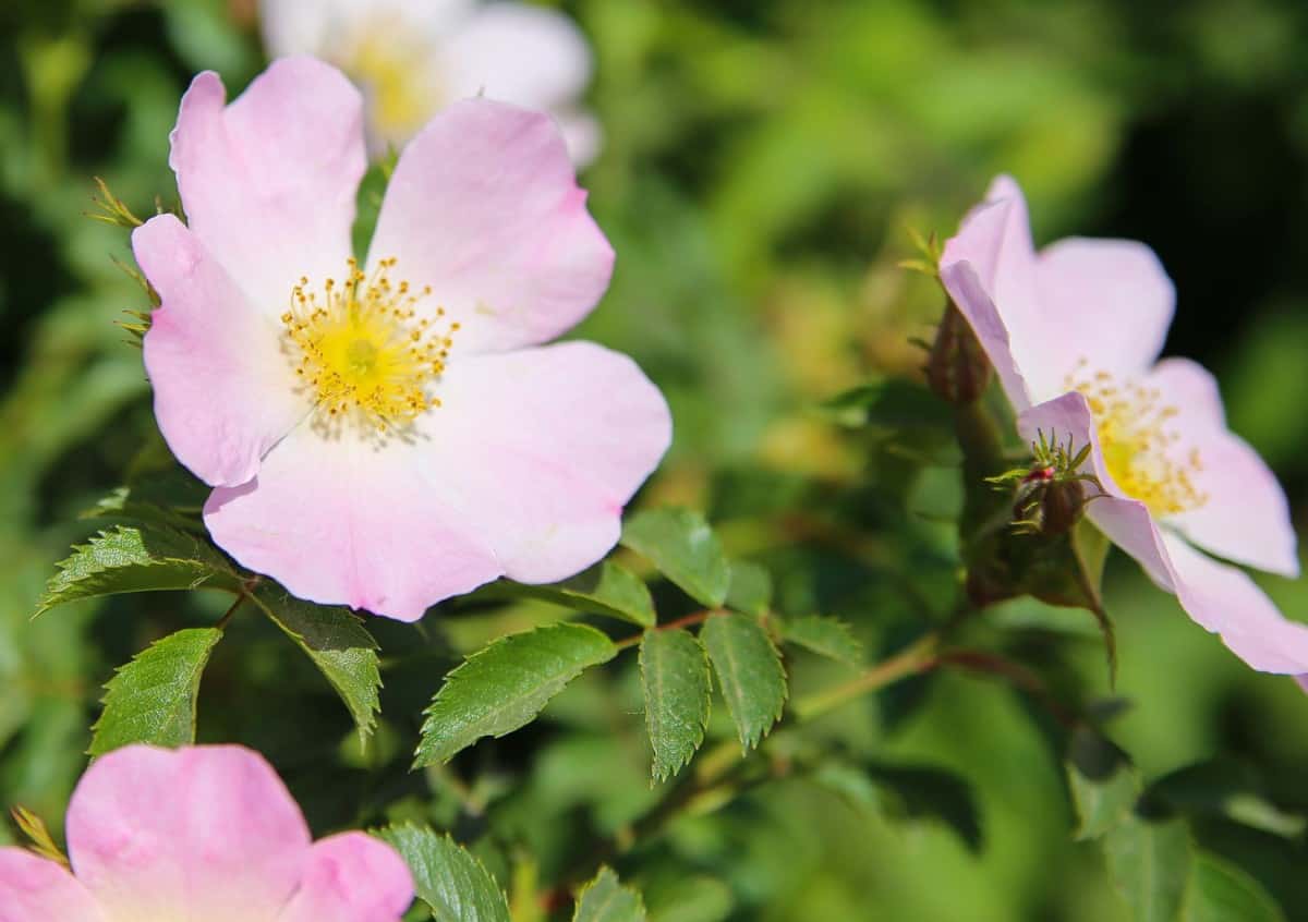 Watch out for thorns on climbing roses.