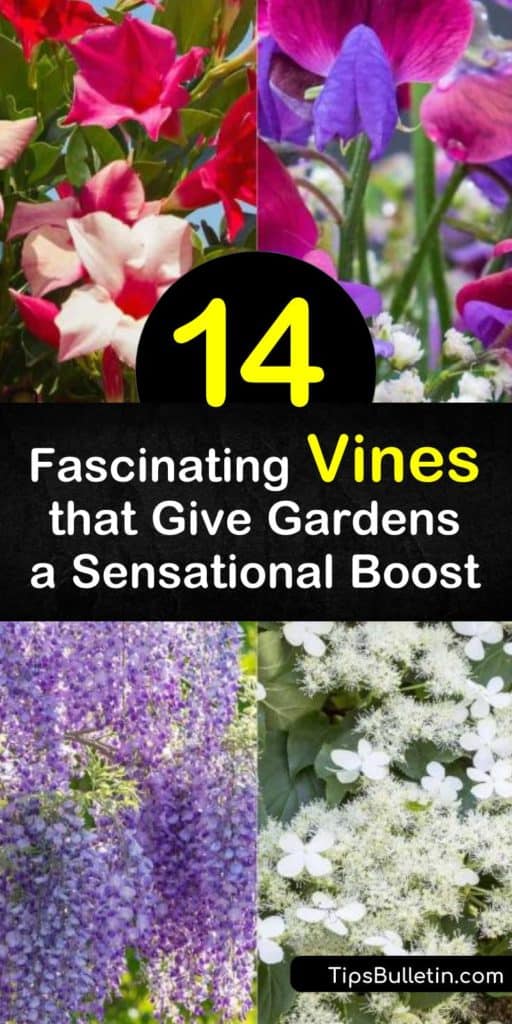 Add some climbing vines to any garden to attract pollinators like hummingbirds and butterflies. Use flowering vines like wisteria or hydrangea for dramatic effects along trellises, archways, or as ground covers. Discover evergreen vines that look amazing all year long. #climbing #vines #trellis