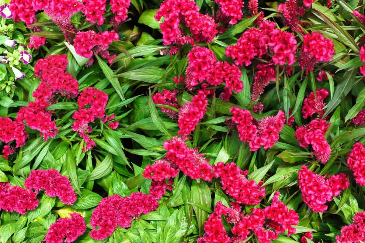 Cockscomb is an annual that comes in plumed or crested varieties.