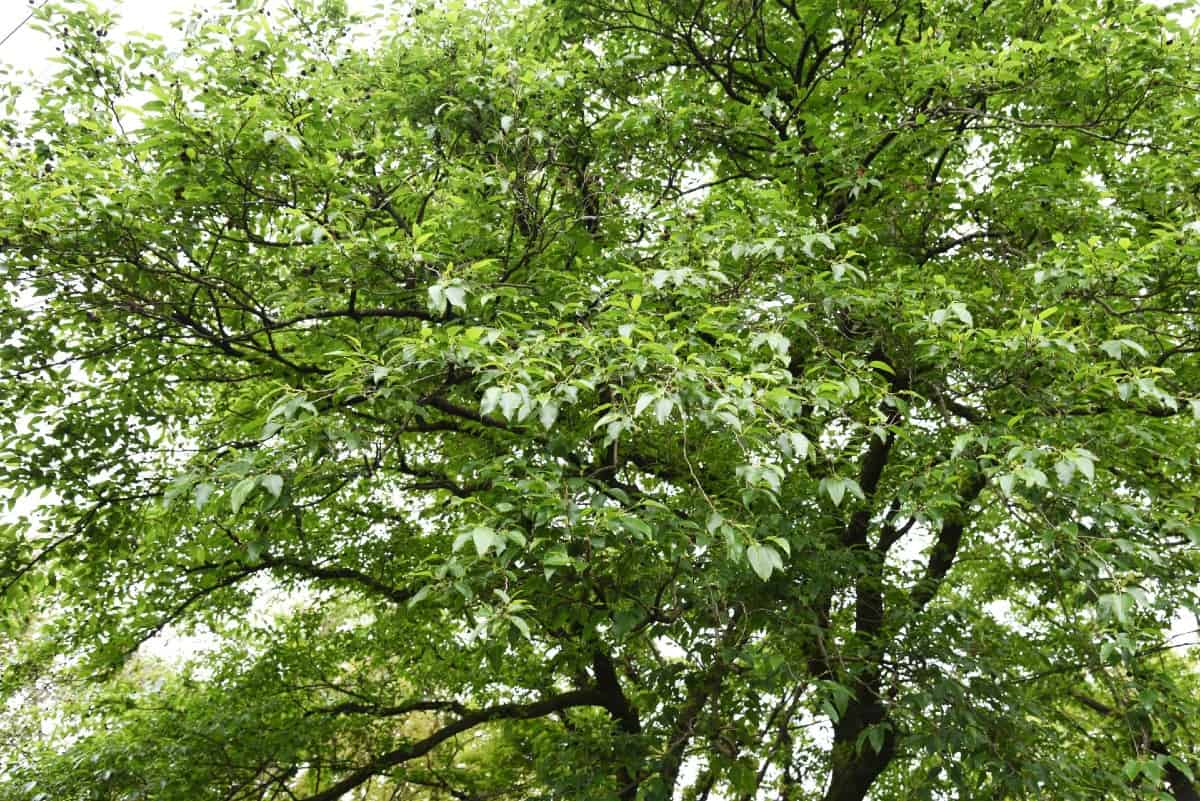 Common alder trees do quite well in wet soil.