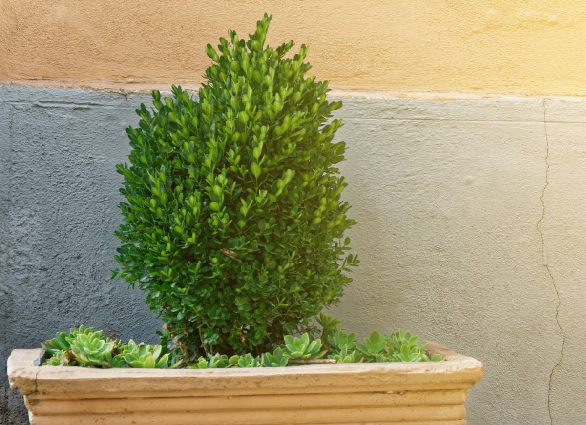 The common boxwood bonsai is poisonous.