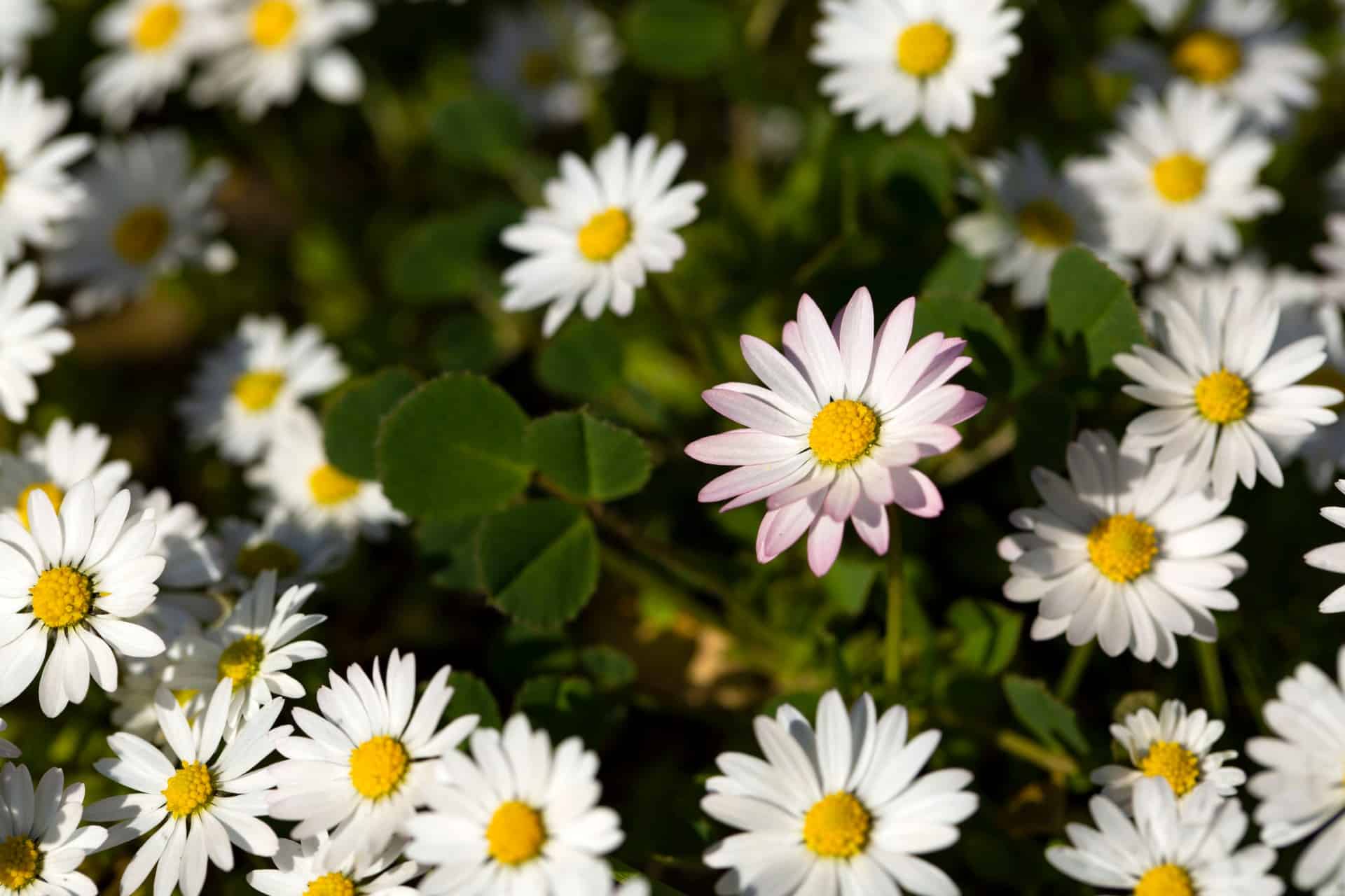 The common daisy is both easy to grow and long-blooming.