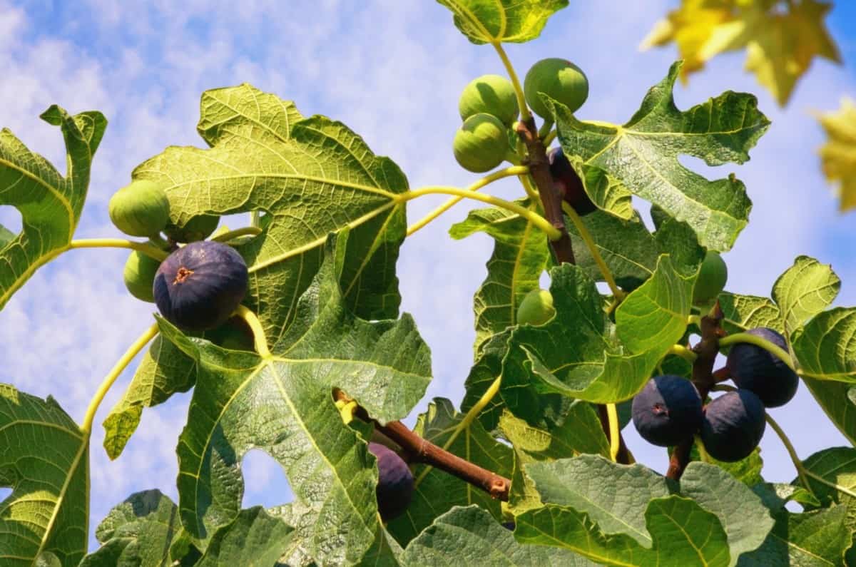 The juice of a common fig can irritate the skin.