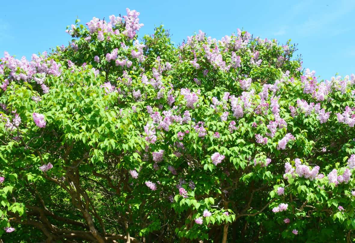 The common lilac bush has a pleasant fragrance.