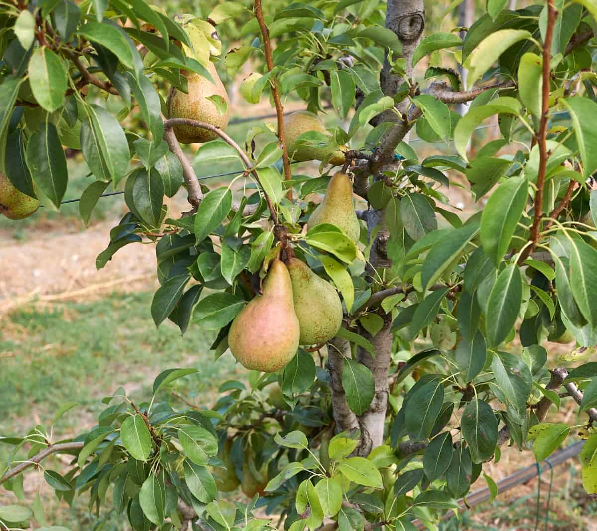 It takes 3-10 years for a common pear tree to produce fruit.