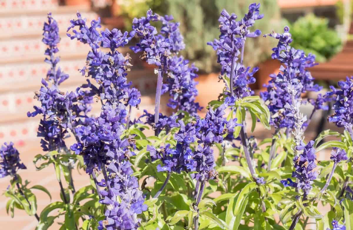 Common sage is an amazing sun-loving herb plant.