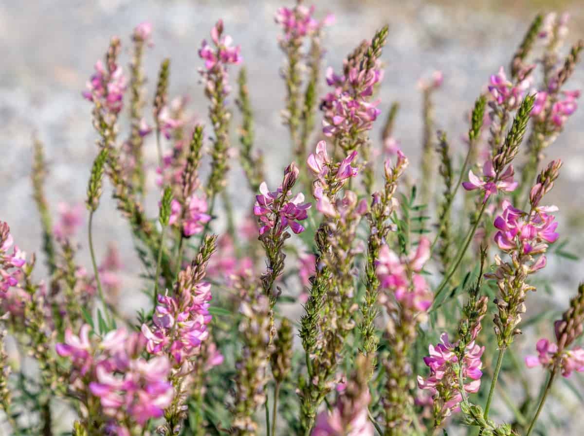 Common sage is a hardy evergreen.