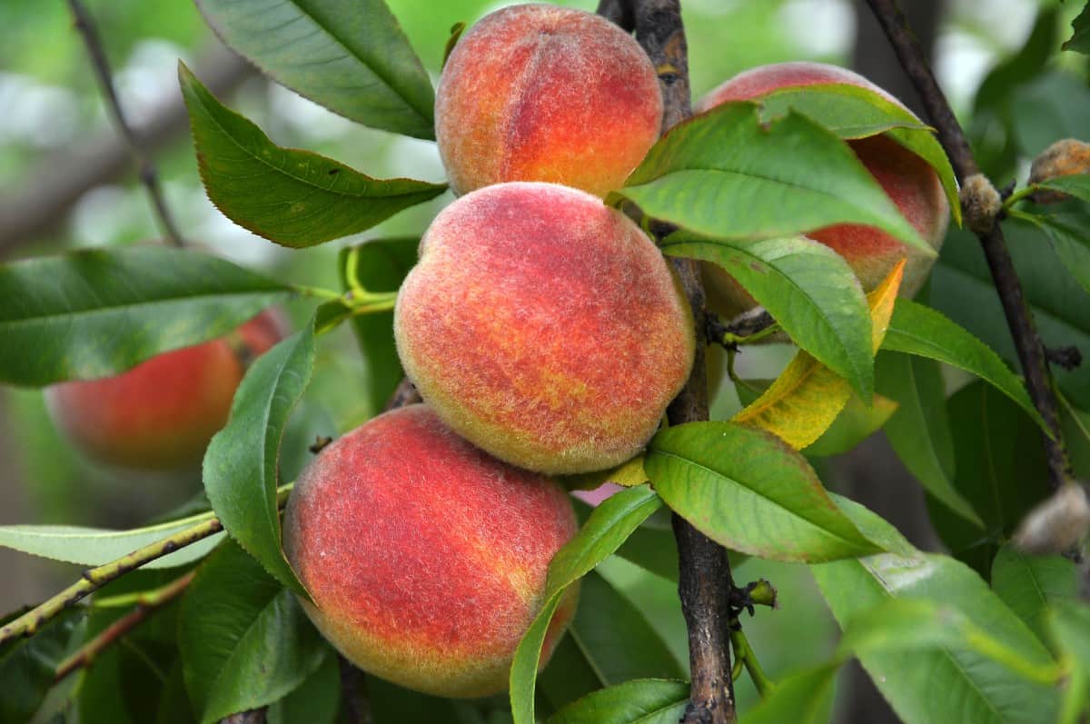 The contender peach tree is a disease-resistant variety.