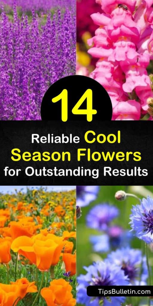 Uncover some of the most incredible cool season flowers perfect for blooming in early spring. Plant cool-season annuals like Snapdragons for a unique addition to any landscape. Plant gorgeous Sweet Peas and Marigolds for vibrant pops of color throughout the year. #cool #season #flowers