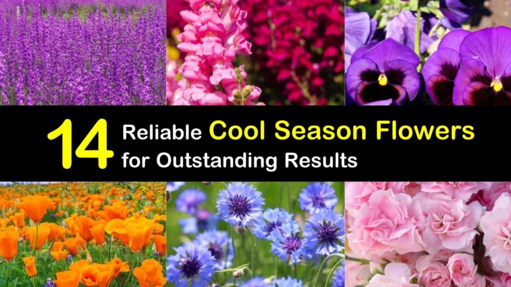 Cool Season Flowers titleimg1