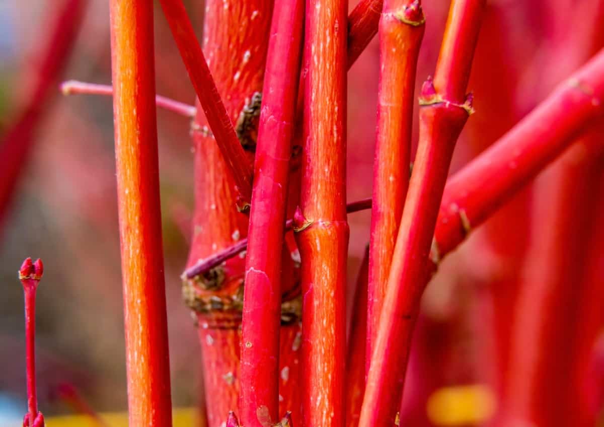 The coral bark Japanese maple is a striking tree.