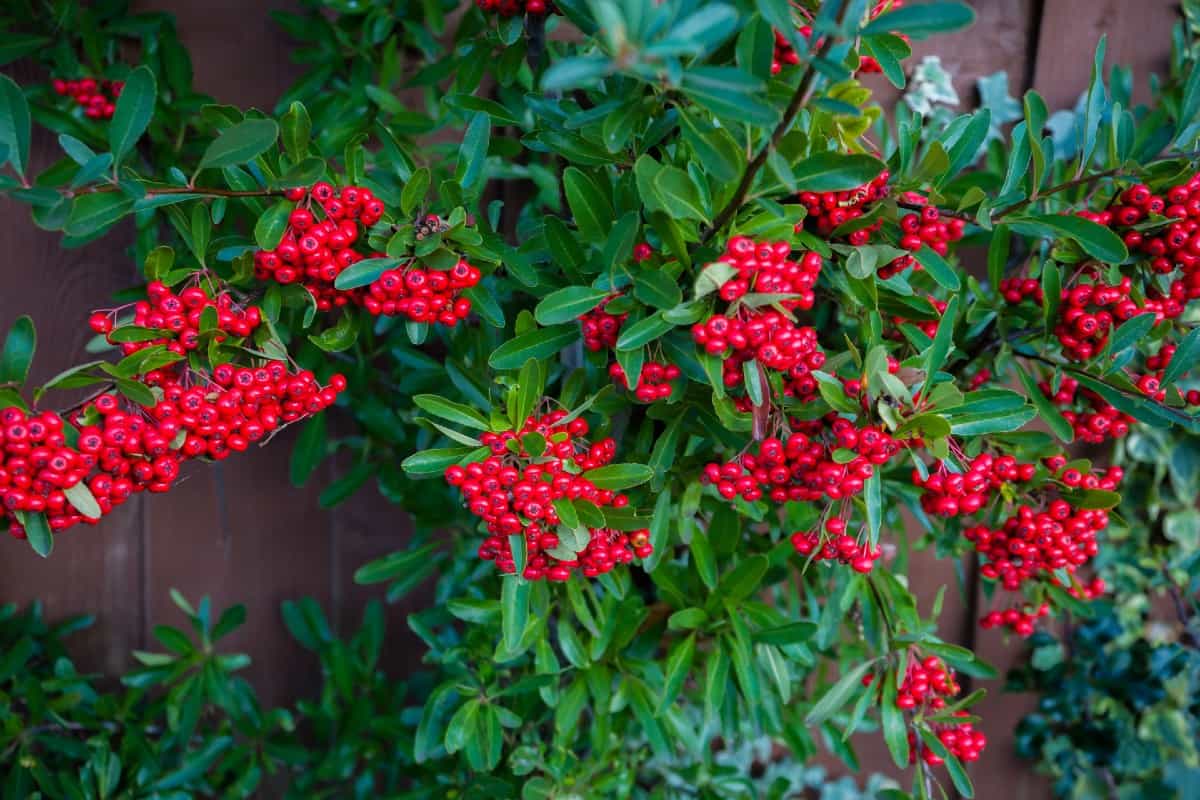 The cotoneaster is a low-maintenance shrub.