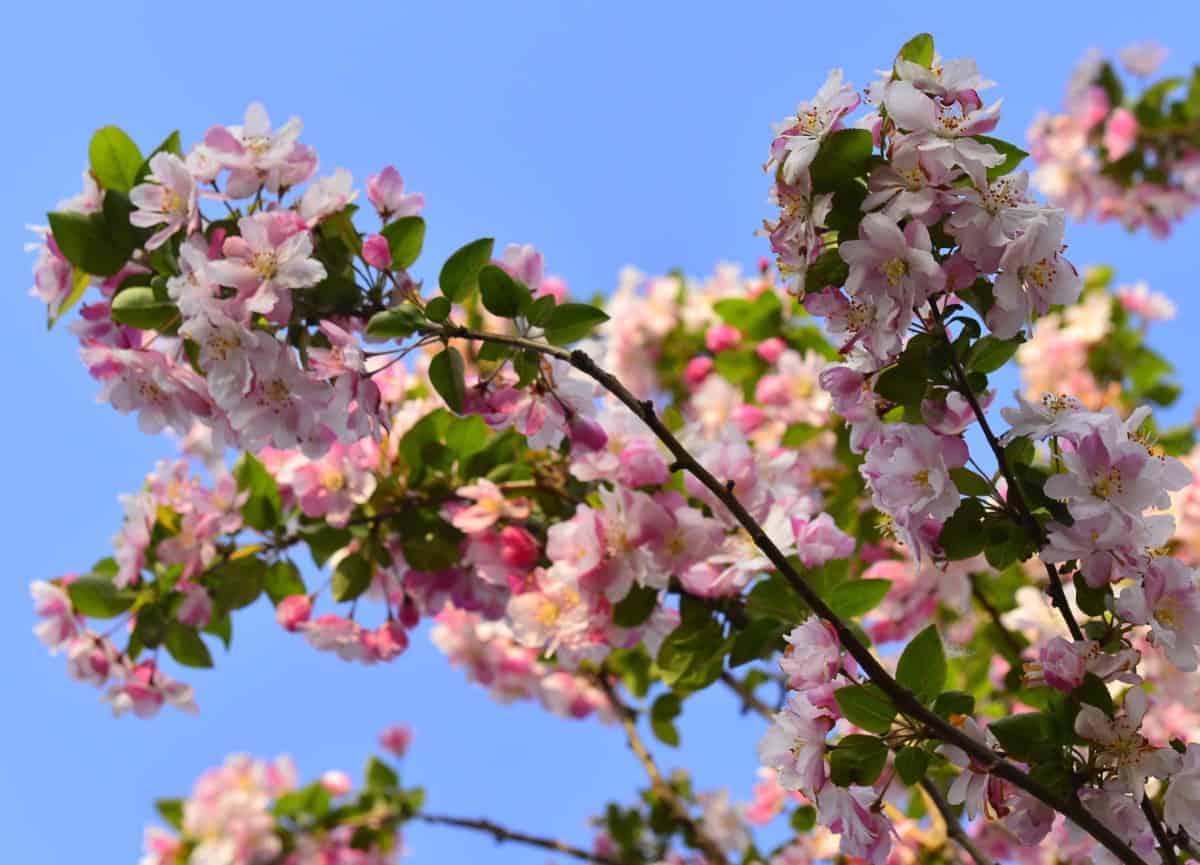 Crabapple trees do best in full sun.