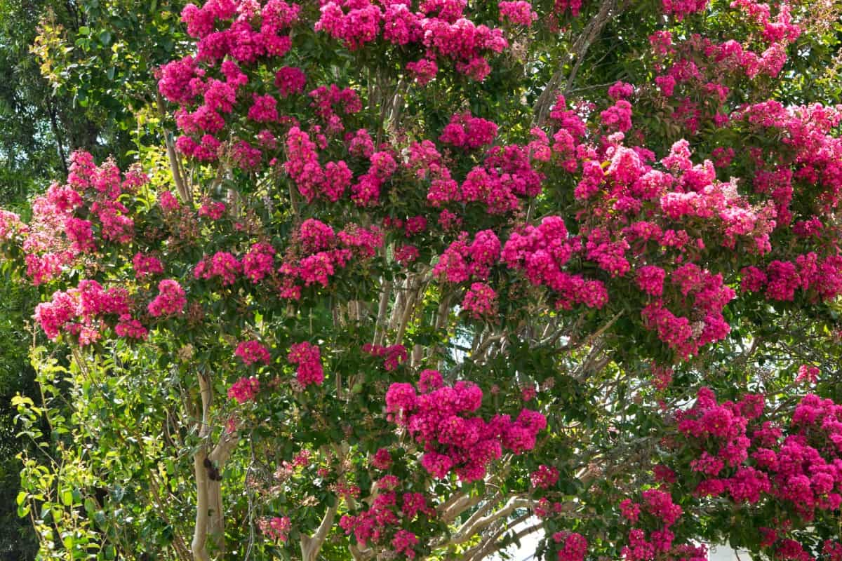 The crape myrtle has brilliant flowers in the summer.