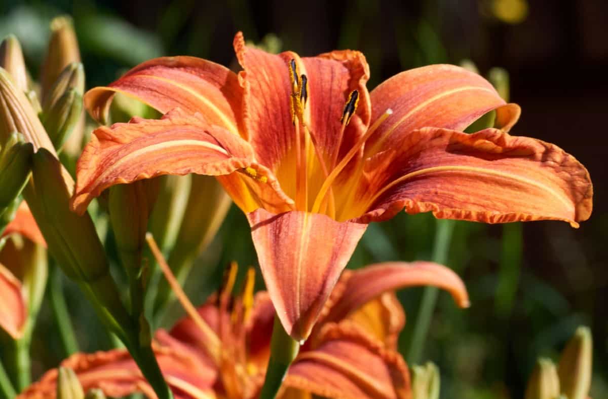 Very little effort is required to grow daylilies.