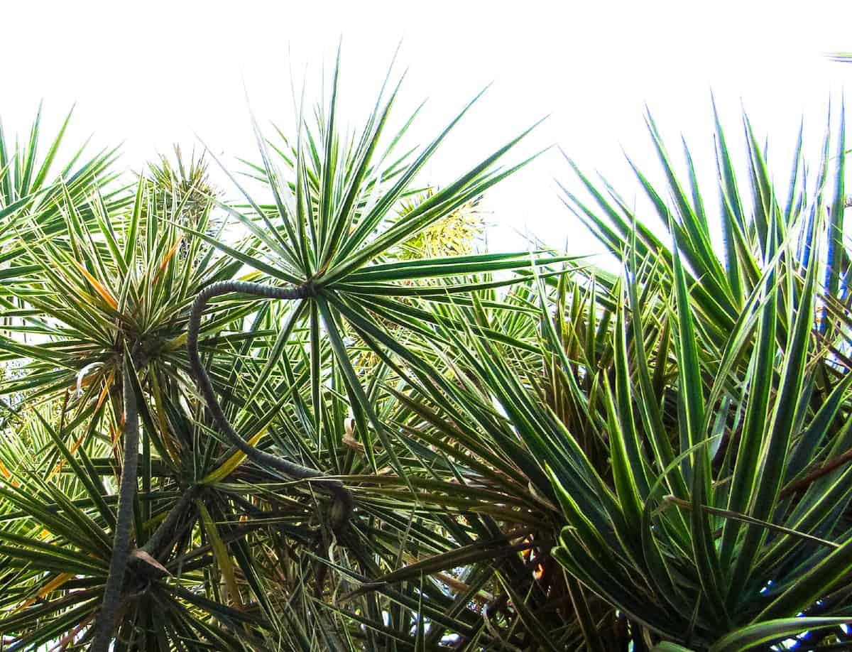 Dragon trees are very hardy and are excellent for air quality improvement indoors.