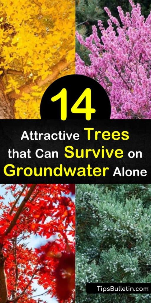 Choose between resistant trees like the honeylocust, magnolia, redbud, and sumac to tackle summer’s harsh and dry conditions. This list provides you with trees that handle drought, all hardiness zones, and have amazing fall color. #drought #tolerant #trees