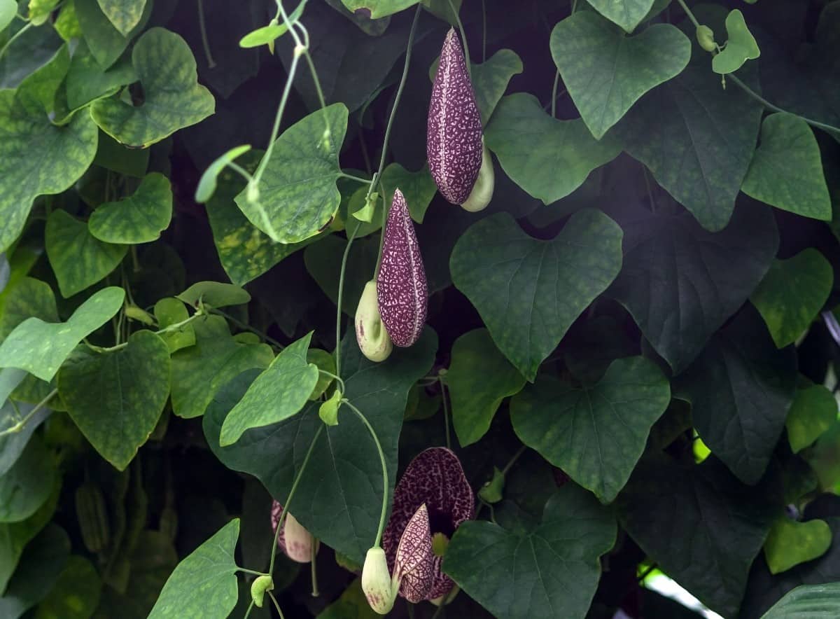 The Dutchman's pipe vine has exotic-looking flowers.