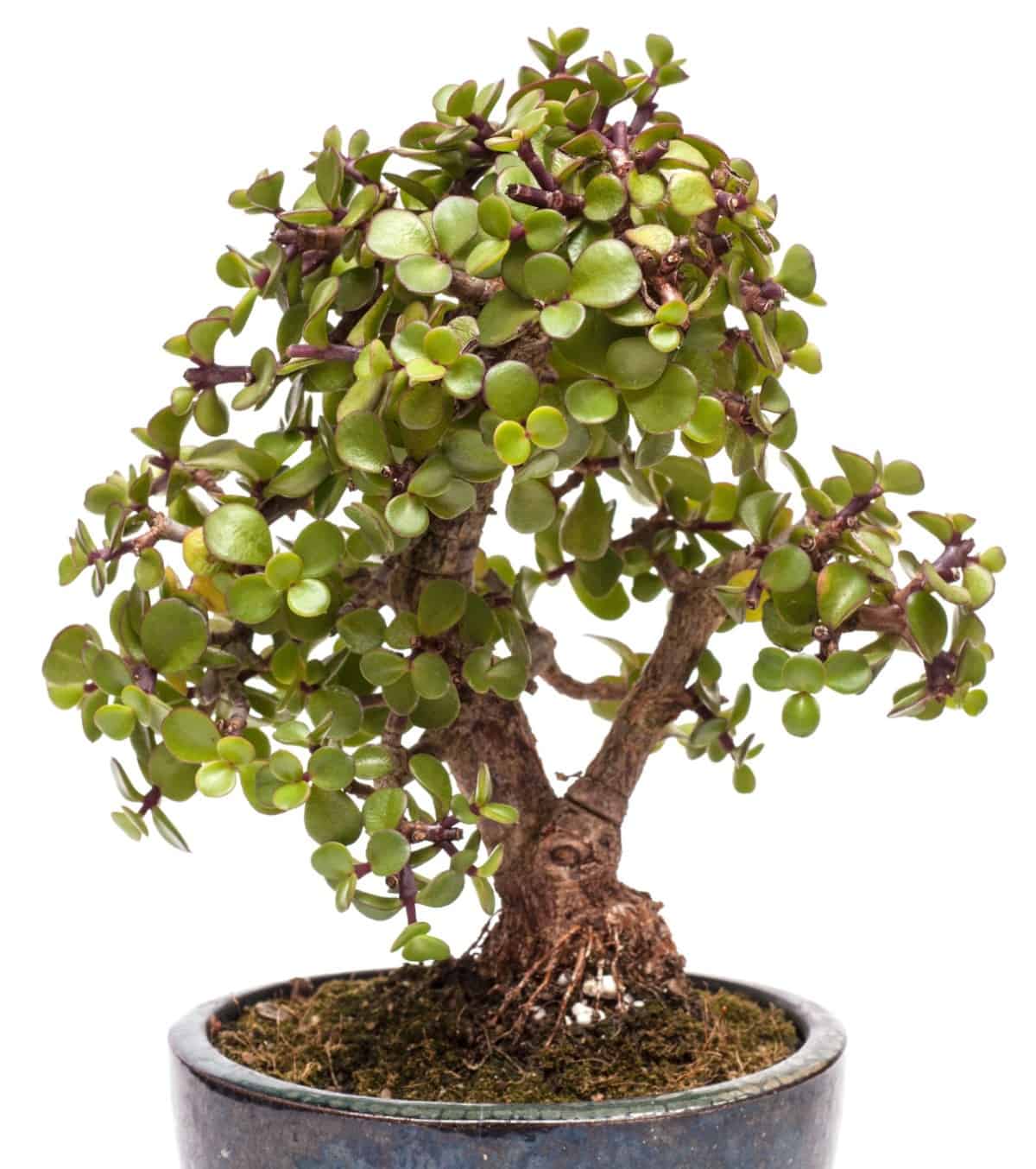 The dwarf jade is a succulent bonsai tree.