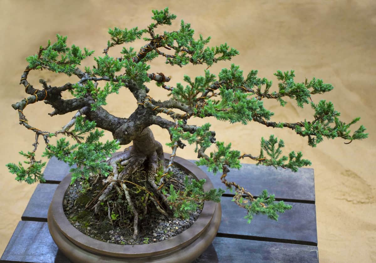 The dwarf Japanese garden juniper is an evergreen with blue-green needles.