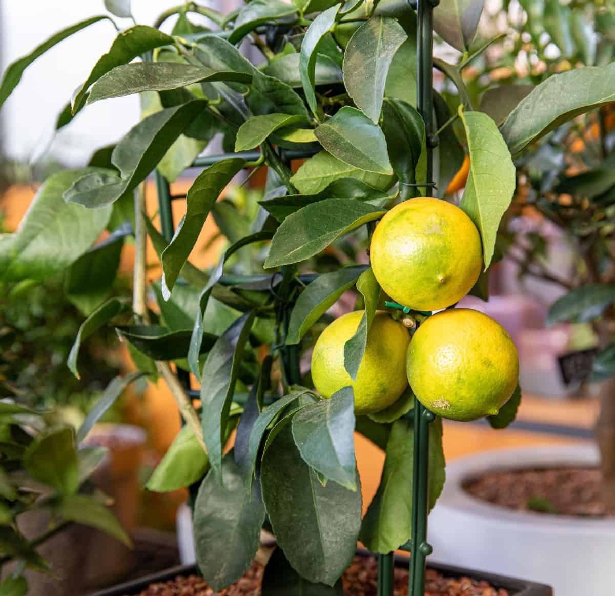 Grow a dwarf lemon tree inside for fruit all year.