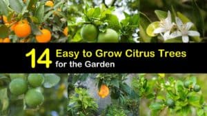 Easy to Grow Citrus Trees titleimg1