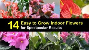 Easy to Grow Indoor Flowers titleimg1