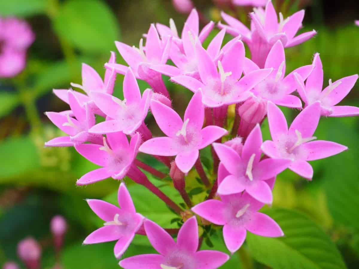 The Egyptian star flower gets its name because of the arrangement of the petals.