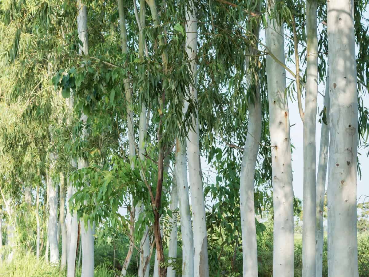 Eucalyptus trees love water.