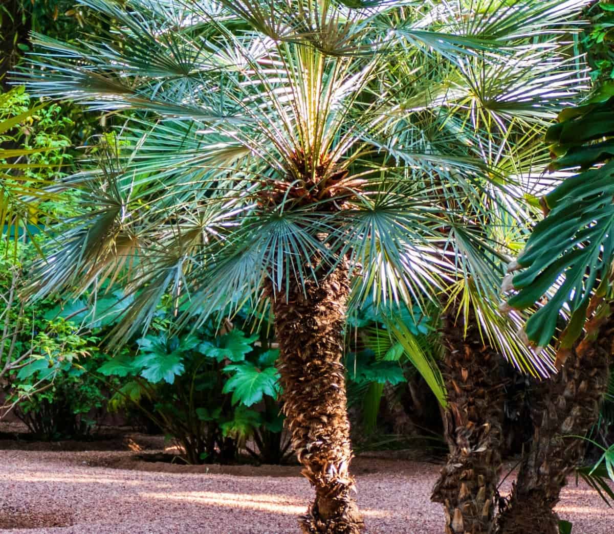 European fan palms are cold-hardy trees with multiple trunks.